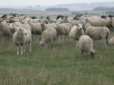 Flock of sheep
