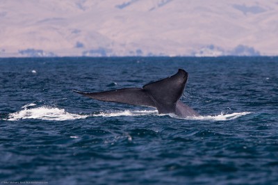 Blue Whale Balaenoptera musculus 29 July 2010