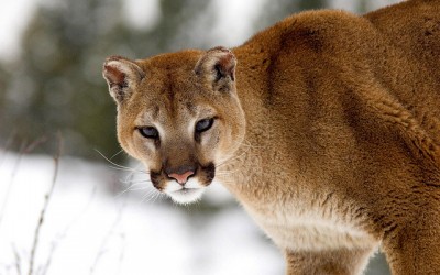 Mountain lion
