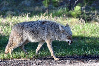Coyote growling