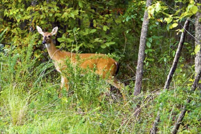 Doe At Lake Fort Smith