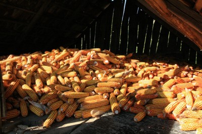 Corn