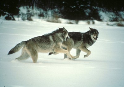 A pair of gray wolves run in Wisconsin