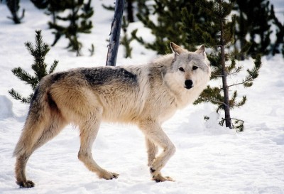Gray wolf