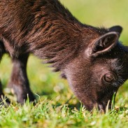 Goat grazing