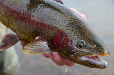 Rainbow Trout