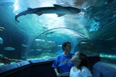 Sharks