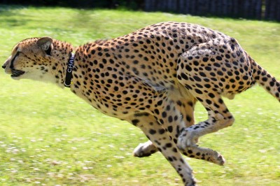 Cheetah run