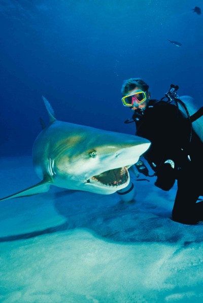 BAH.Shark.2