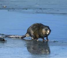 Beaver