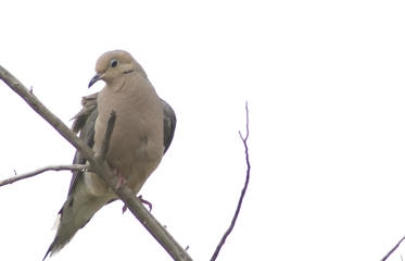 Dove from Kansas Department of Wildlife, Parks and Tourism