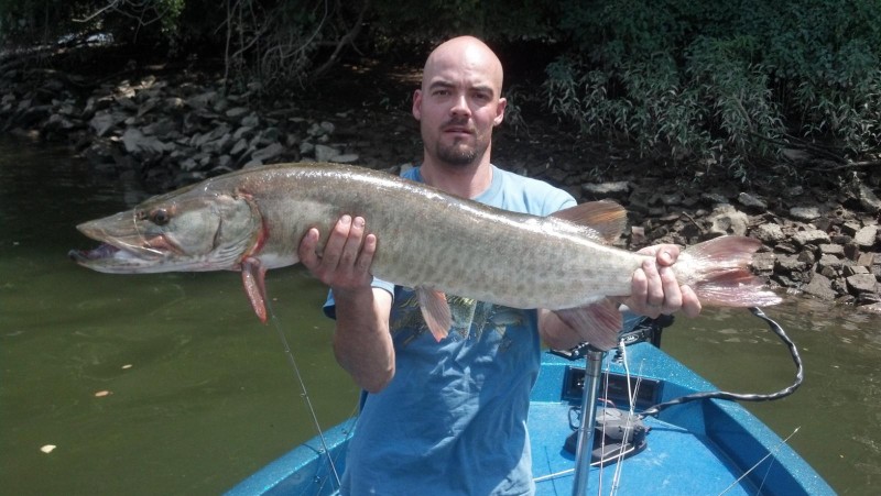 Angler James R. Stewart holds the state record tiger muskie he caught
on July 26 in the Brandywine River