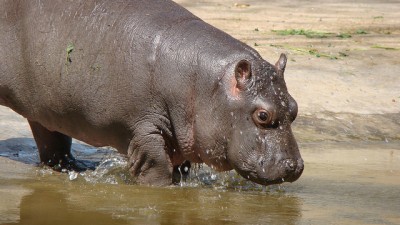 The hippopotamus pictured above is not related to this story.