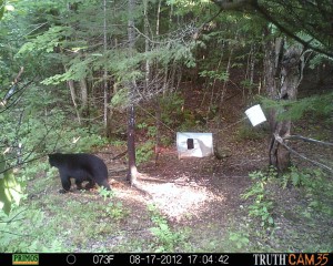 bear cam3