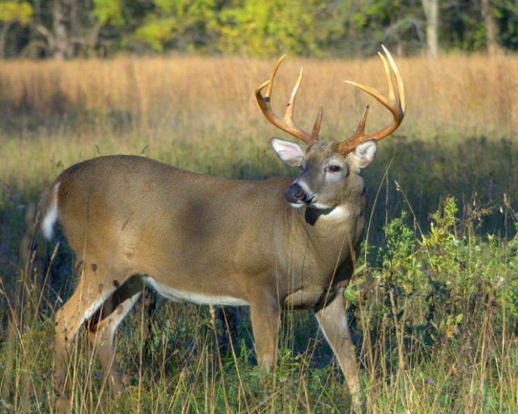 Whitetail