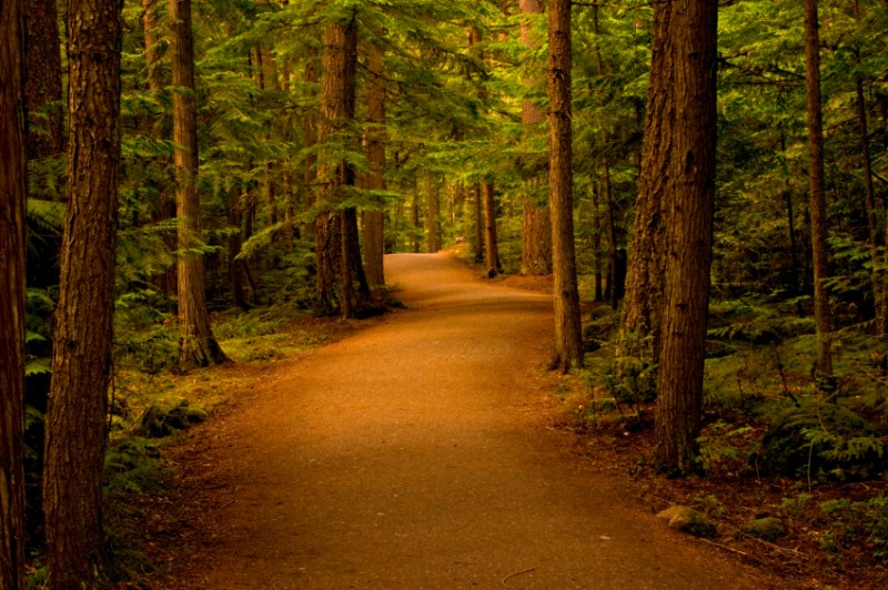 The Clean Path of a True Hunter