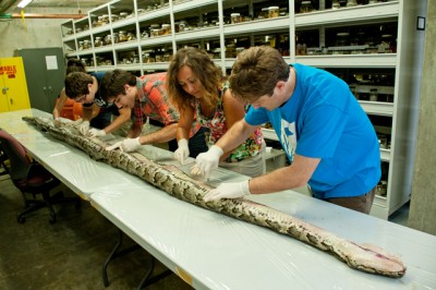 Big python 2