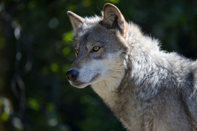 Gray wolf in Minnesota