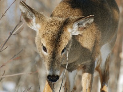 deer