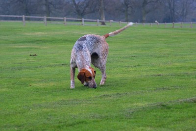 Hound