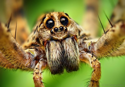 Wolf spider macro shot by Thomas Shahan
