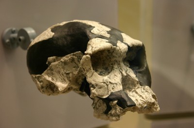 Skull of Homo habilis on display at the Smithsonian Natural History Museum