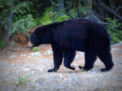 Black bear