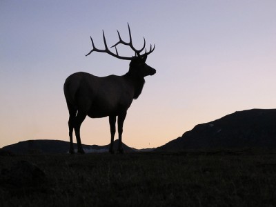 Rock Mountain bull elk