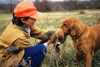Hunting pheasant with a dog