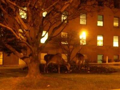 Deer in photo are not from Utah