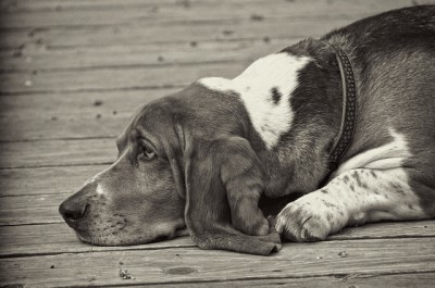 Basset hound