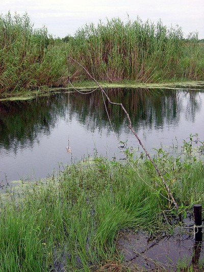 A clothesline with alligator bait attached to it, typically cow lung or chicken, sits above the water. The line is tied to a tree. The higher the bait is above the water, the larger the alligator must be to catch it.