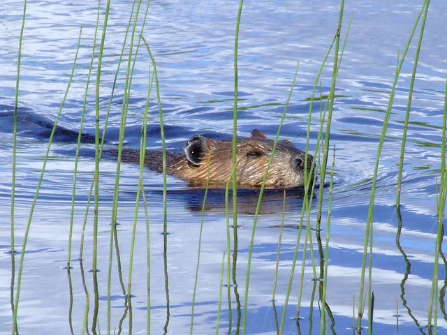 Not the beaver discussed in the story.