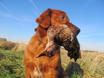 The author’s golden retriever Gabe retrieves a suzy mallard