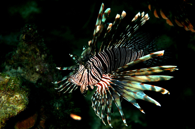 Pterois volitans