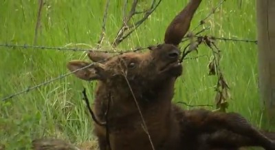 Moose calf caught in barbed wire