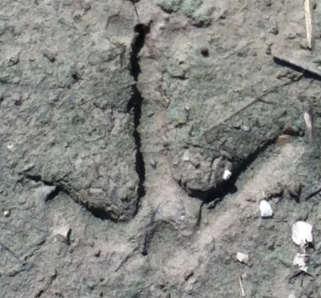 Turkey track (about 3" across)