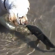 carp kiss