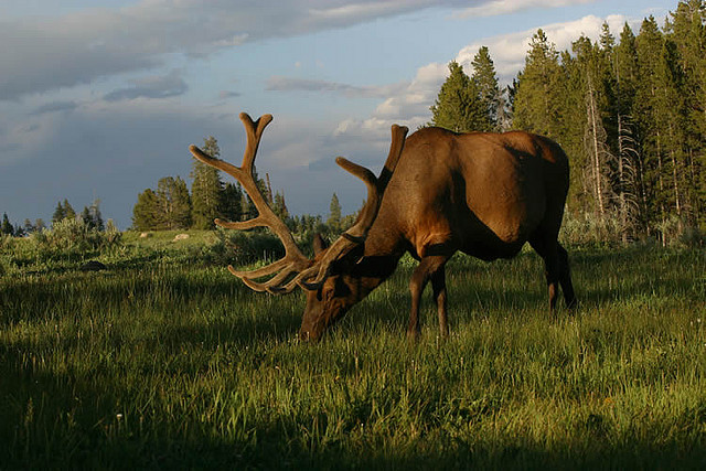 elk