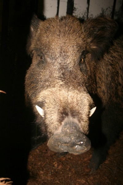 hog