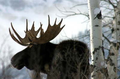 moose