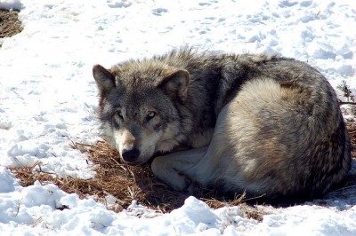 Gray wolf