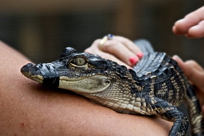 Baby alligator with mouth taped shut