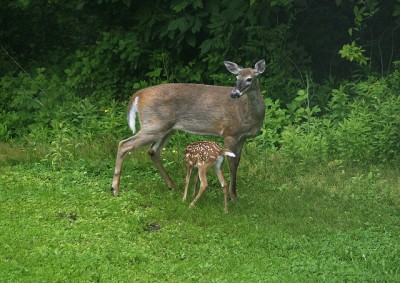 Deer and fawn