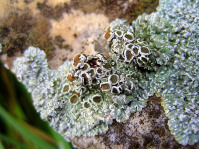 Lichen cups