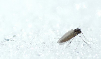 A midge sit on ice