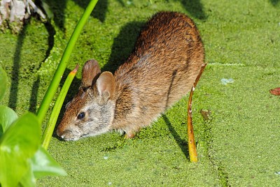 Marsh rabbit