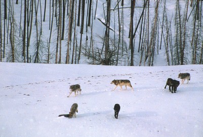 Gray wolf pack