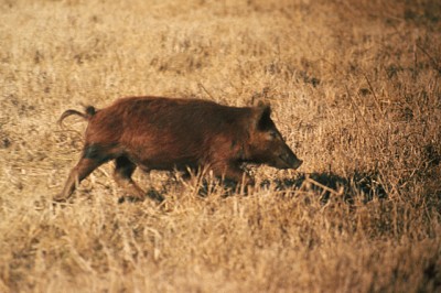 Hog walking
