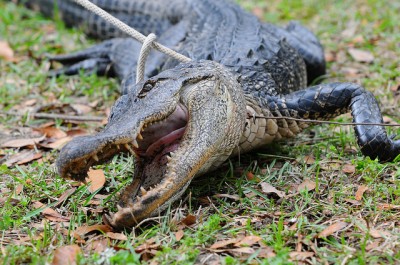 Alligator